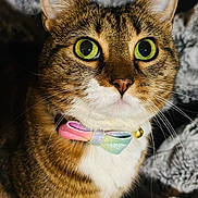 Kellogg joined the competition — help win amazing prizes! cat, tabby, green_eyes, bow_tie, bell, pet, feline, close_up, portrait, whiskers, cute, cozy, blanket, indoor, animal, fur, domestic_animal, looking, mammal, soft_lighting