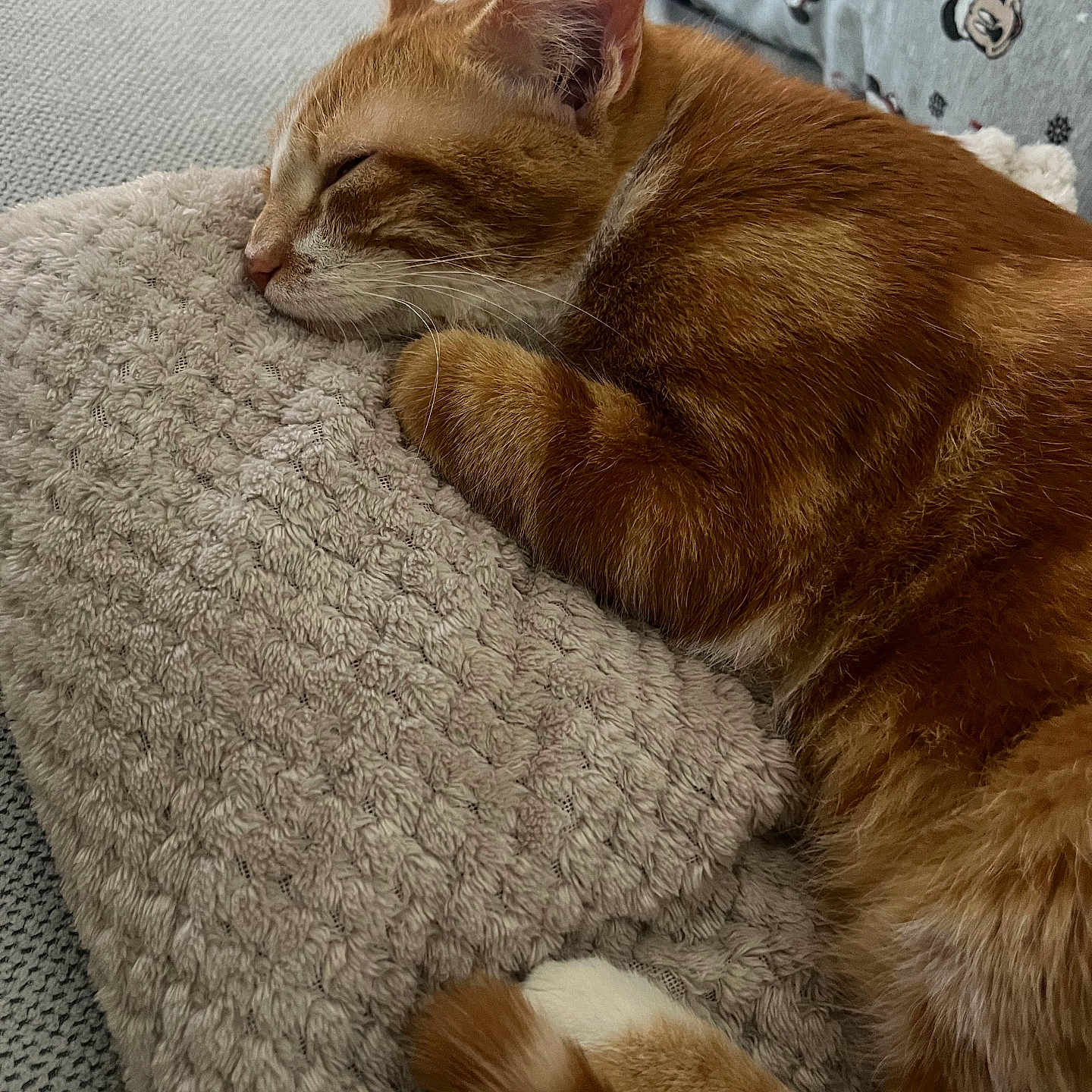 Tigrou a rejoint le concours — aidez-le/la à gagner de superbes lots ! abyssinian, animal, armchair, bed, blanket, cat, chair, couch, cushion, furniture, hardwood, homedecor, kitten, linen, manx, person, pet, quilt, sleeping, wood