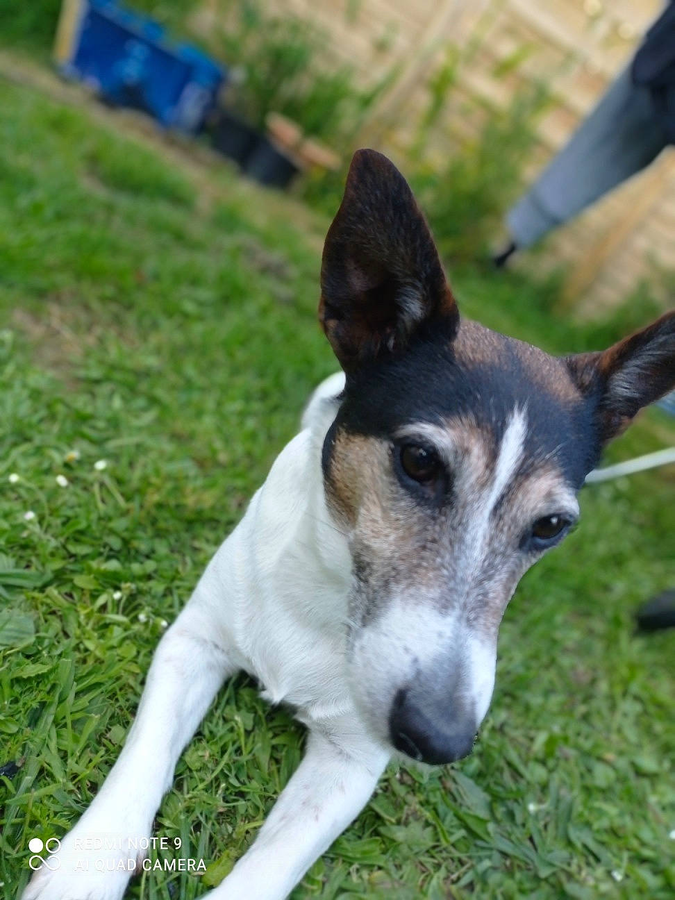 Emma a rejoint le concours — aidez-le/la à gagner de superbes lots ! art, canidae, carnivore, collar, companion_dog, dog, dog_breed, grass, grassland, plant, snout, sporting_group, terrestrial_animal, terrier, whiskers, working_animal, working_dog