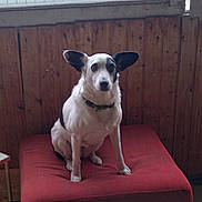 Jah participe au concours pour gagner de l'argent avec cette photo : dog, pet, animal, indoor, red_cushion, wooden_wall, window, seated, black_and_white, ears, collar, fur, mammal, quiet, calm, home, furniture, resting, domestic, companionship