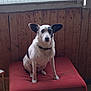 dog, pet, animal, indoor, red_cushion, wooden_wall, window, seated, black_and_white, ears, collar, fur, mammal, quiet, calm, home, furniture, resting, domestic, companionship