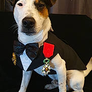 Scott participe au concours pour gagner de l'argent avec cette photo : dog, tuxedo, medals, formal_wear, black_background, portrait, pet, animal, sitting, white_fur, brown_spots, bow_tie, award, cute, indoor, looking_at_camera, close_up, decorative, celebration, adorable