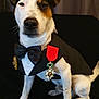 dog, tuxedo, medals, formal_wear, black_background, portrait, pet, animal, sitting, white_fur, brown_spots, bow_tie, award, cute, indoor, looking_at_camera, close_up, decorative, celebration, adorable