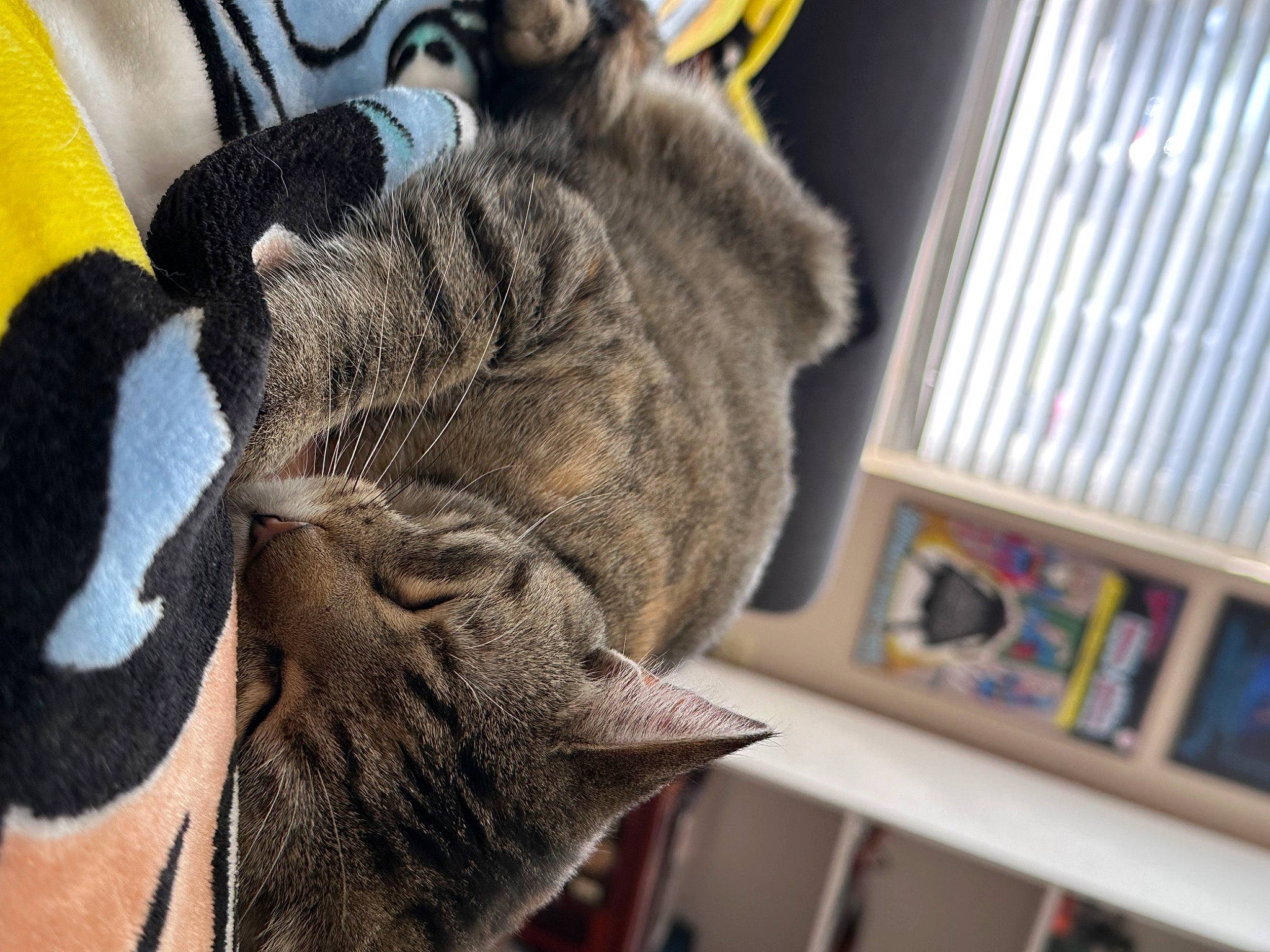 Tipsy is registered to the contest to win money with this photo: bookcase, cap, carnivore, cat, claw, comfort, dog_breed, domestic_short_haired_cat, felidae, fur, fur_clothing, human_leg, paw, shelf, small_to_medium_sized_cats, snout, tail, whiskers, window, wool