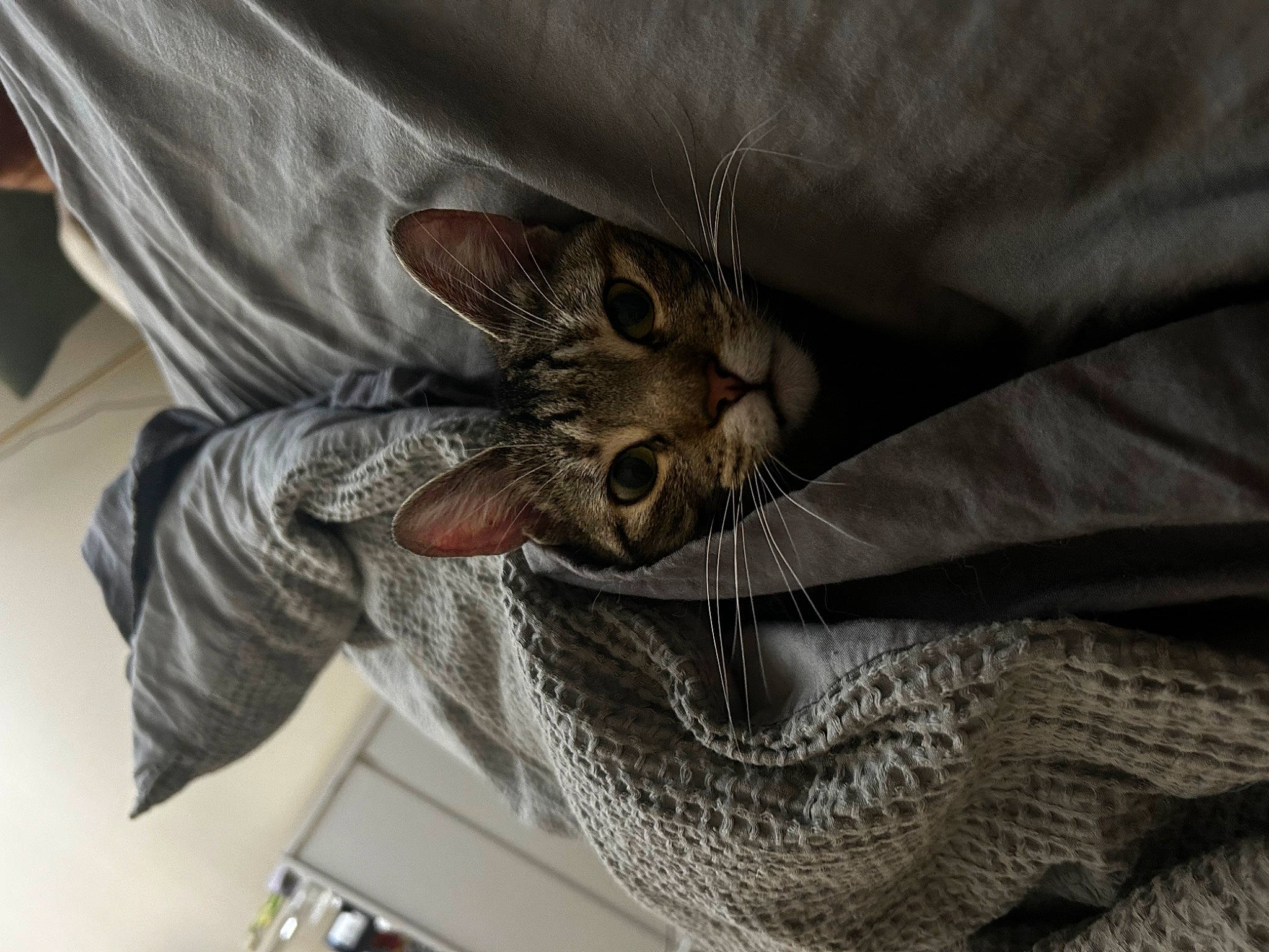 Tipsy is registered to the contest to win money with this photo: carnivore, cat, claw, comfort, denim, domestic_short_haired_cat, fashion_accessory, felidae, fur, gesture, grey, human_leg, leather, leg, linens, small_to_medium_sized_cats, snout, tail, textile, whiskers