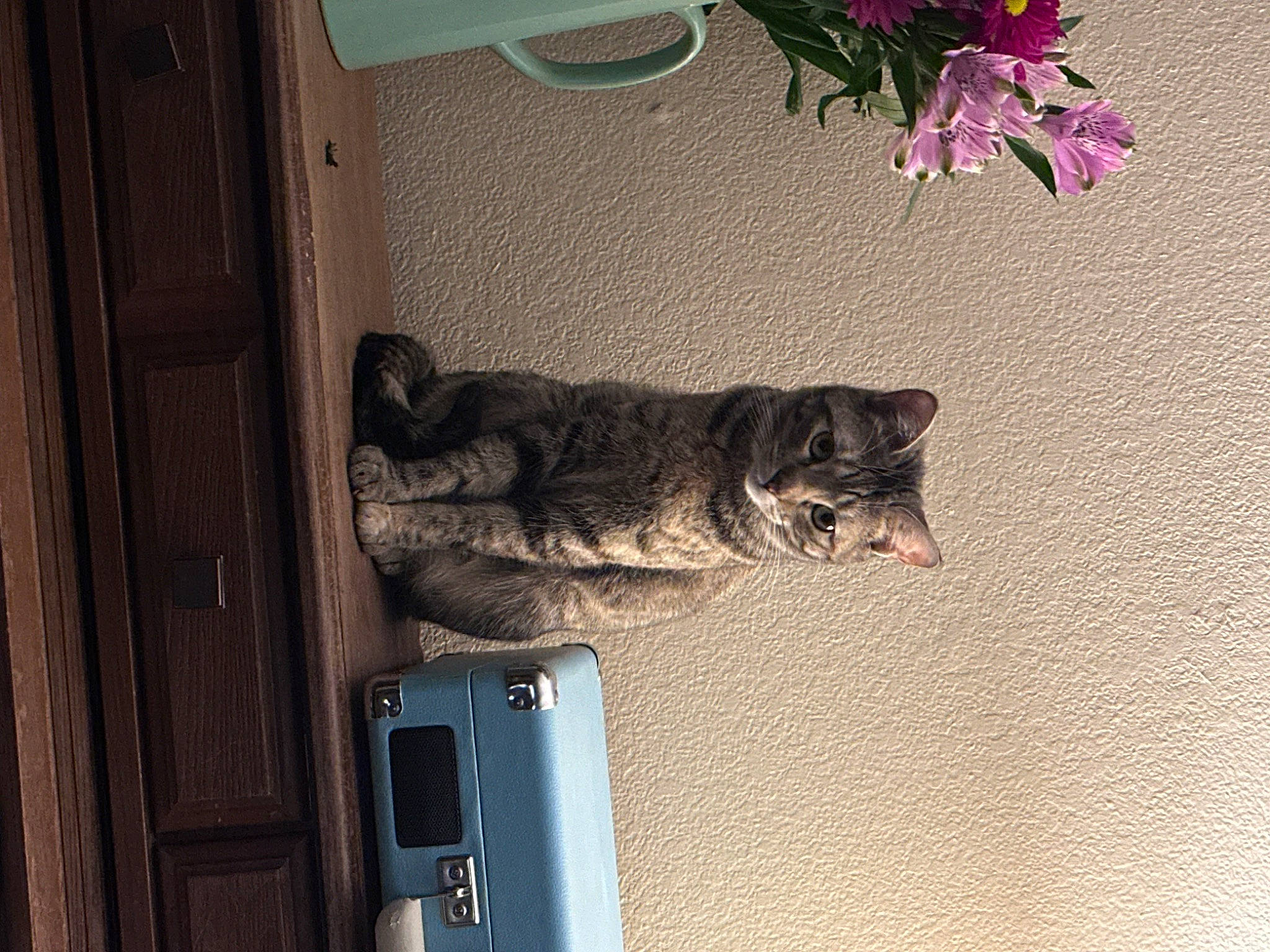 Tipsy joined the competition — help win amazing prizes! automotive_exterior, carnivore, cat, domestic_short_haired_cat, door, felidae, flower, flowerpot, fur, hardwood, houseplant, plant, room, small_to_medium_sized_cats, tail, vehicle, vehicle_door, whiskers, window, wood