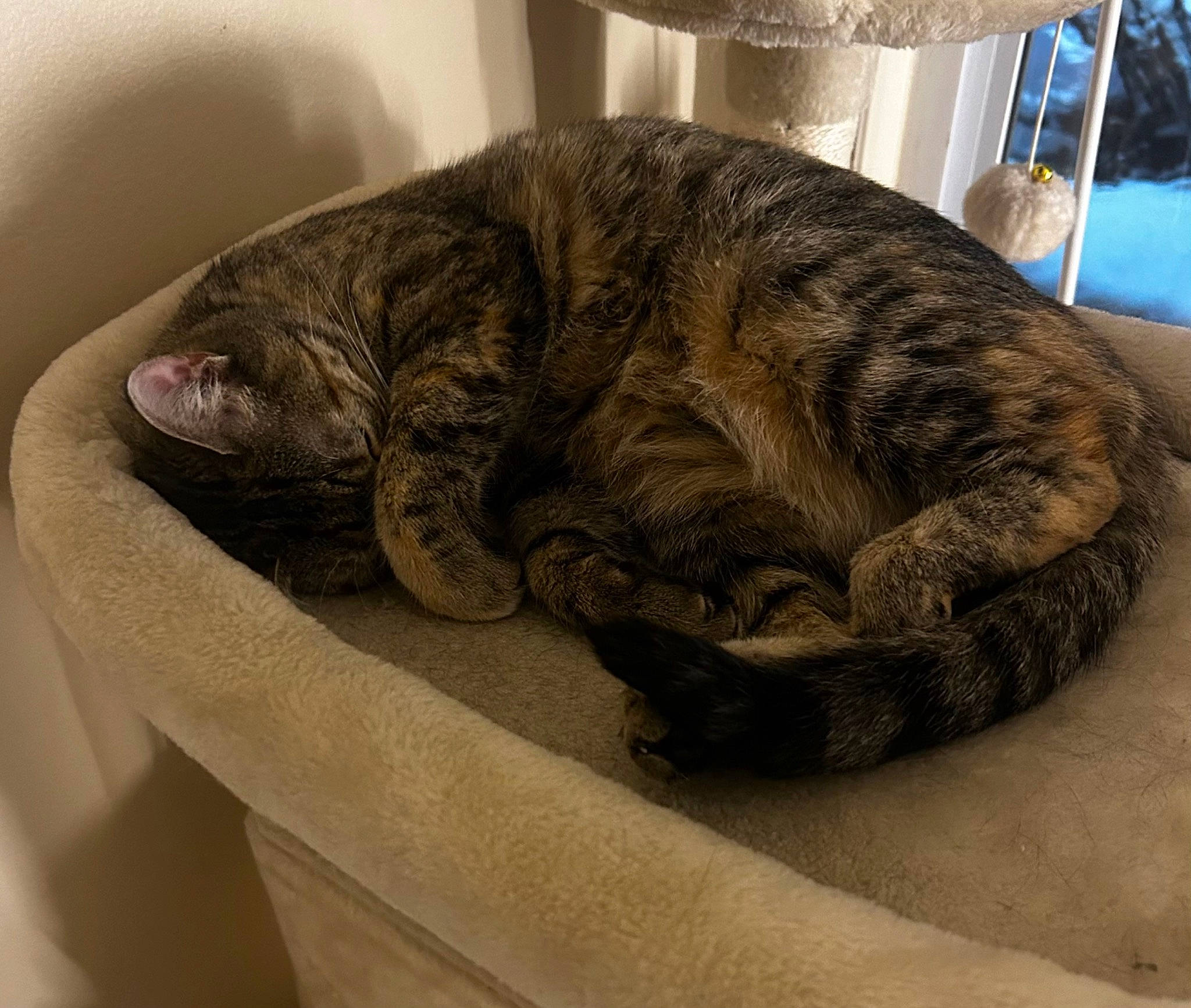 Tipsy is registered to the contest to win money with this photo: carnivore, cat, cat_bed, claw, comfort, domestic_short_haired_cat, felidae, fur, grey, nap, paw, pet_supply, sleep, small_to_medium_sized_cats, snout, sporting_group, tail, terrestrial_animal, whiskers