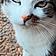 Minou