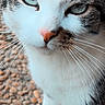 cat, close_up, animal, pet, green_eyes, whiskers, pink_nose, curious, outdoor, pebbles, fur, mammal, portrait, white_fur, tabby, looking_up, nature, small_animal, cute, domestic_cat