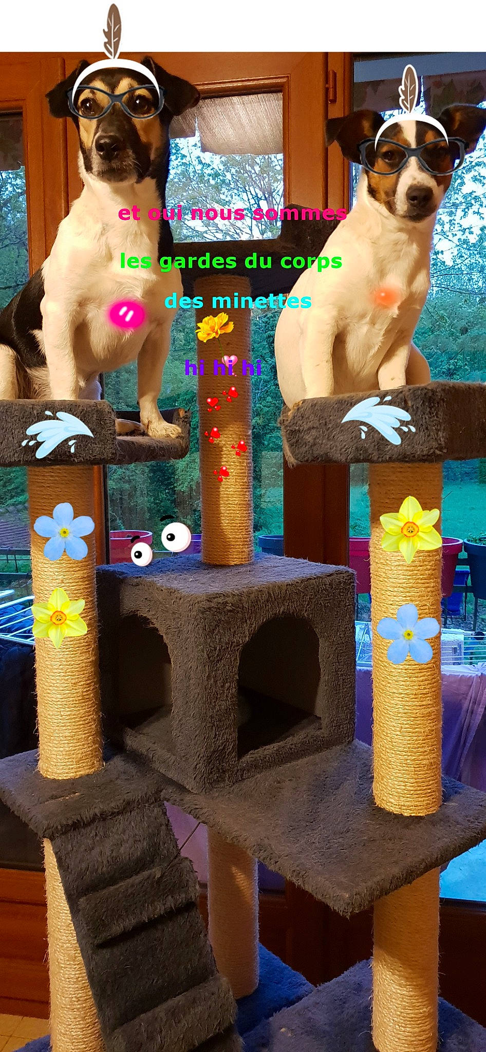 Opale Et Oriane participe au concours pour gagner de l'argent avec cette photo : canidae, carnivore, cat, cat_furniture, fawn, play