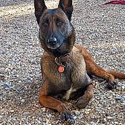 Raiïna participe au concours pour gagner de l'argent avec cette photo : alert, animal, belgian_malinois, canine, collar, daylight, dog, ears_up, fence, ground, lying_down, nature, outdoor, park, pet, rocky_ground, shadow, sunlight, tag, tree