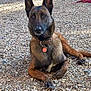 alert, animal, belgian_malinois, canine, collar, daylight, dog, ears_up, fence, ground, lying_down, nature, outdoor, park, pet, rocky_ground, shadow, sunlight, tag, tree