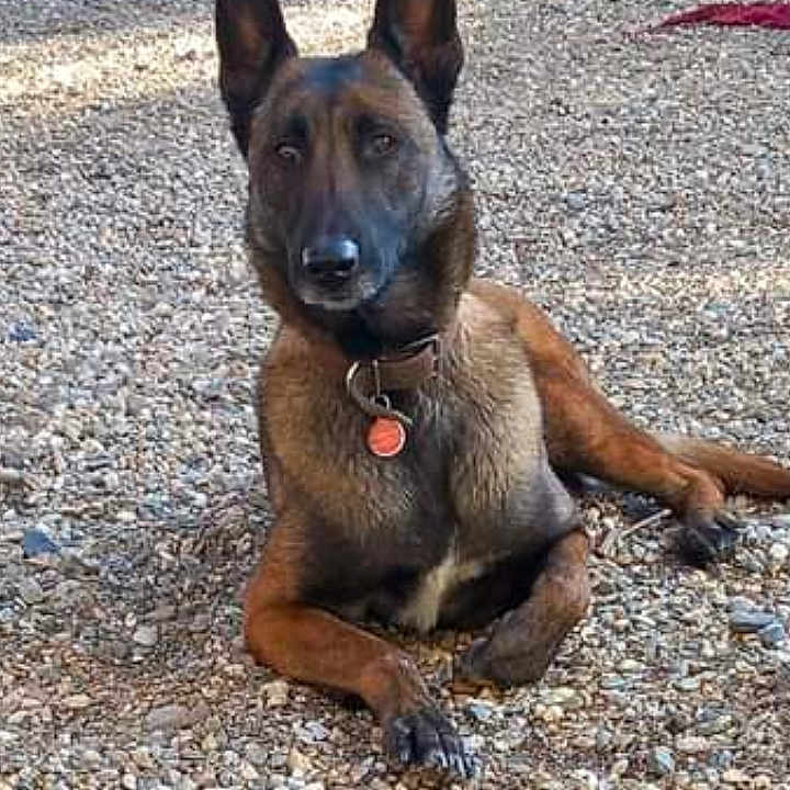 Raiïna participe au concours pour gagner de l'argent avec cette photo : alert, animal, belgian_malinois, canine, collar, daylight, dog, ears_up, fence, ground, lying_down, nature, outdoor, park, pet, rocky_ground, shadow, sunlight, tag, tree