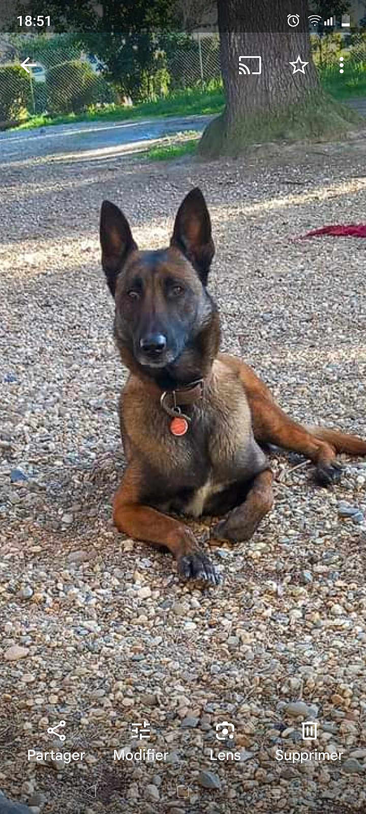 Raiïna participe au concours pour gagner de l'argent avec cette photo : alert, animal, belgian_malinois, canine, collar, daylight, dog, ears_up, fence, ground, lying_down, nature, outdoor, park, pet, rocky_ground, shadow, sunlight, tag, tree