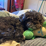 Honey joined the competition — help win amazing prizes! dog, plush_toy, bed, blanket, quilt, cozy, resting, black_dog, indoor, sleepy, stuffed_animal, pet, fur, nose, snout, soft, home, relaxing, animal, toy