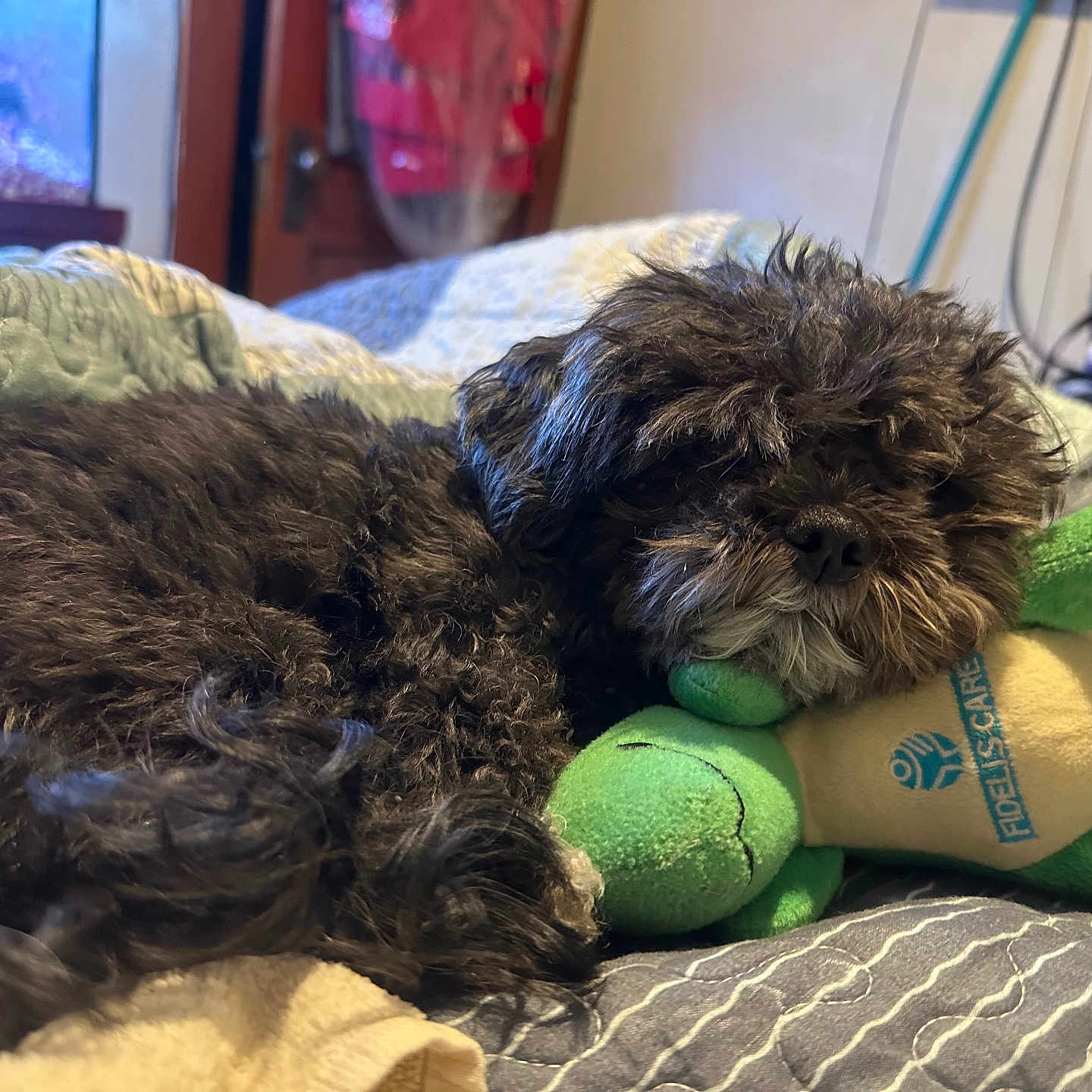 Honey joined the competition — help win amazing prizes! animal, bed, black_dog, blanket, cozy, dog, fur, home, indoor, nose, pet, plush_toy, quilt, relaxing, resting, sleepy, snout, soft, stuffed_animal, toy