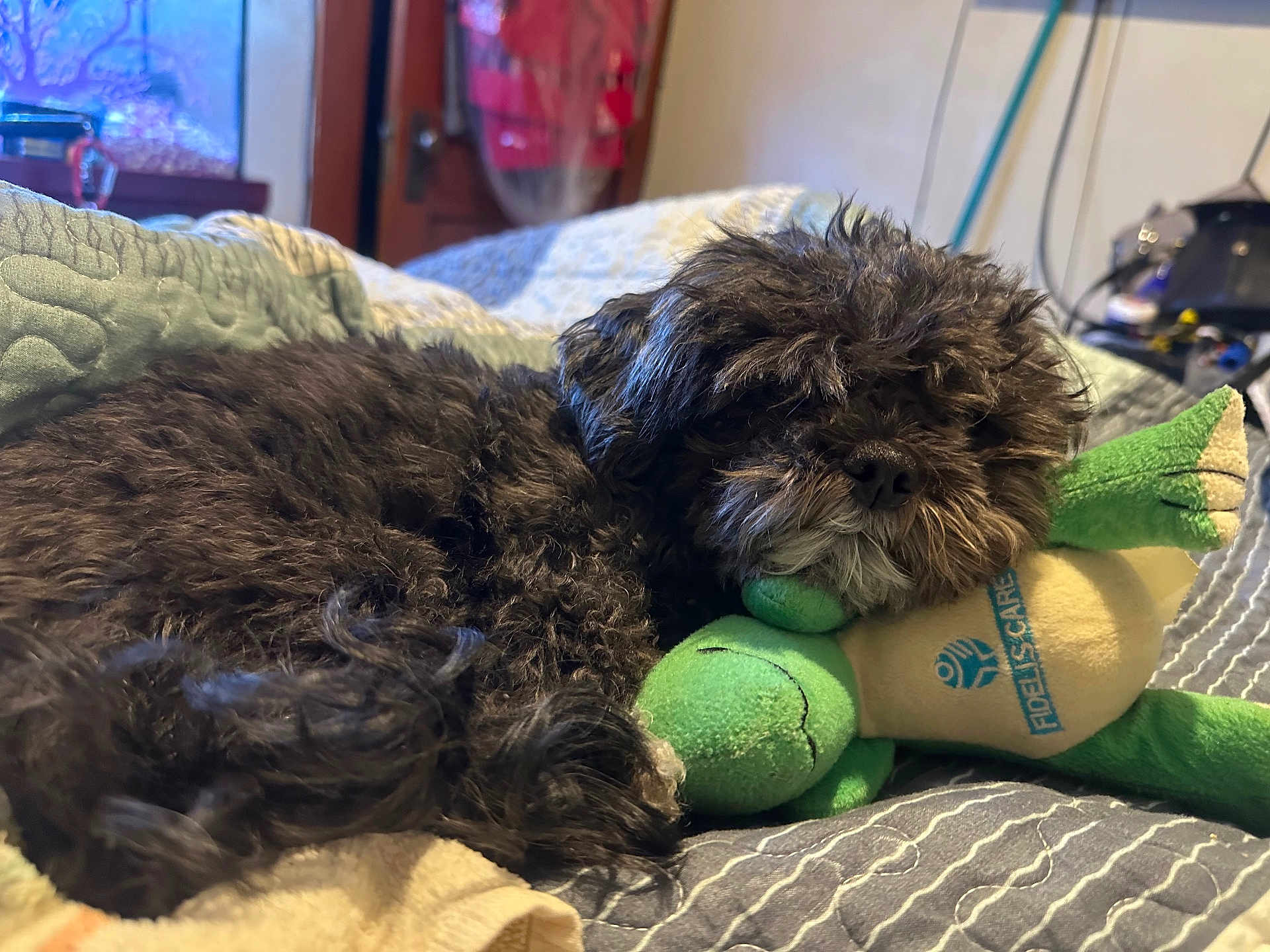 Honey joined the competition — help win amazing prizes! dog, plush_toy, bed, blanket, quilt, cozy, resting, black_dog, indoor, sleepy, stuffed_animal, pet, fur, nose, snout, soft, home, relaxing, animal, toy