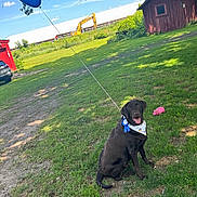 Oliver is registered to the contest to win money with this photo: balloon, bandana, barn, black_labrador, blue_balloon, blue_ribbon, clouds, dog, excavator, grass, outdoor, pet, pink_pig_toy, red_barn, sky, smiling_dog, sunny, toy, tree, yellow_excavator