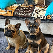 Ruby-Rosie is registered to the contest to win money with this photo: dogs, french_bulldogs, pets, animals, three_dogs, sitting, indoors, living_room, rug, sofa, pillows, blanket, dog_pillow, wrinkled_faces, upright_ears, brown_dog, black_and_tan_dog, collar, home_decor, portrait