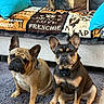 dogs, french_bulldogs, pets, animals, three_dogs, sitting, indoors, living_room, rug, sofa, pillows, blanket, dog_pillow, wrinkled_faces, upright_ears, brown_dog, black_and_tan_dog, collar, home_decor, portrait