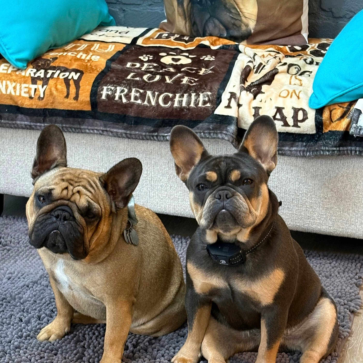 Ruby-Rosie is registered to the contest to win money with this photo: dogs, french_bulldogs, pets, animals, three_dogs, sitting, indoors, living_room, rug, sofa, pillows, blanket, dog_pillow, wrinkled_faces, upright_ears, brown_dog, black_and_tan_dog, collar, home_decor, portrait