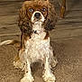 dog, cavalier_king_charles_spaniel, curly_ears, heterochromia, carpet, wooden_floor, indoor, pet, sitting, brown_and_white, fur, animal, cute, looking_at_camera, collar, furniture, legs, portrait, companion, domestic