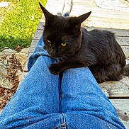 Kat is registered to the contest to win money with this photo: black_cat, cat, pet, animal, legs, denim_jeans, jeans, outdoor, wooden_deck, grass, sunlight, yellow_eyes, relaxing, resting, cozy, nature, fall_leaves, ears, feline, companion