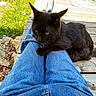 black_cat, cat, pet, animal, legs, denim_jeans, jeans, outdoor, wooden_deck, grass, sunlight, yellow_eyes, relaxing, resting, cozy, nature, fall_leaves, ears, feline, companion