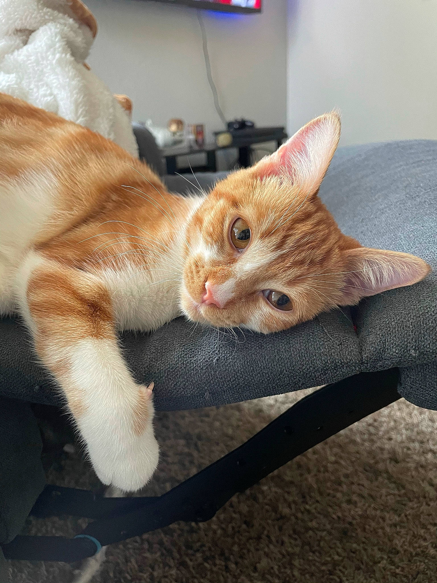 Ginny joined the competition — help win amazing prizes! carnivore, cat, claw, comfort, domestic_short_haired_cat, ear, eye, fawn, felidae, foot, fur, human_leg, iris, paw, small_to_medium_sized_cats, snout, tail, whiskers, window, wood