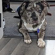 Mojo is registered to the contest to win money with this photo: dog, brindle_dog, black_dog, canine, pet, portrait, front_paws, collar, id_tag, carpet, hardwood_floor, couch, leash, resting, indoor, cute, alert, wrinkled_face, floor_transition, background_dog