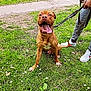 animal, brown_dog, canine, daytime, dog, grass, green_grass, happy, leash, nature, outdoor, panting, pants, person, pet, sneakers, summer, tongue_out, walking, white_flowers