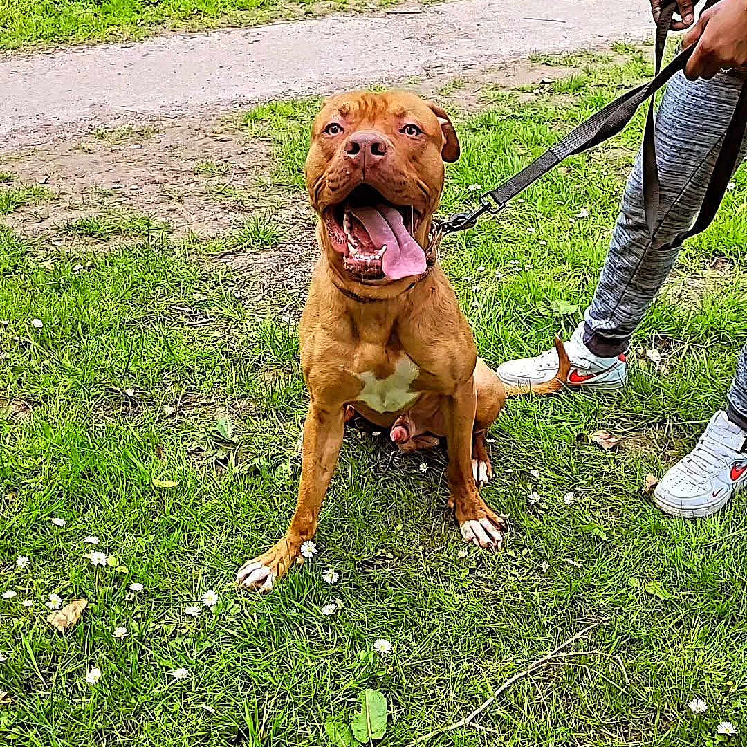 Piy participe au concours pour gagner de l'argent avec cette photo : animal, brown_dog, canine, daytime, dog, grass, green_grass, happy, leash, nature, outdoor, panting, pants, person, pet, sneakers, summer, tongue_out, walking, white_flowers