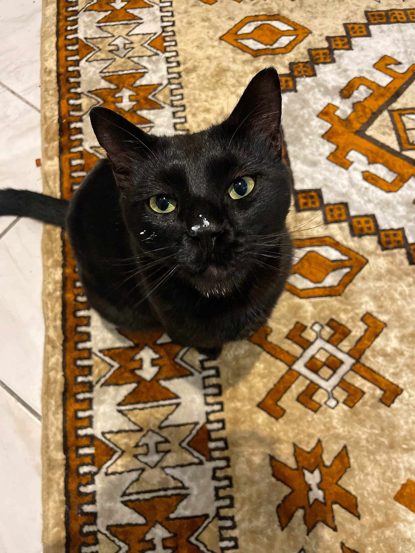 Minou participe au concours pour gagner de l'argent avec cette photo : black_cat, cat, pet, animal, indoor, looking_up, green_eyes, fur, whiskers, nose, curious, patterned_rug, floor, tile, domestic_cat, mammal, cute, small_white_mark, sitting, companion