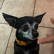 Oreo is registered to the contest to win money with this photo: alert, animal, black_dog, canine, closeup, companion, curious, cute, dog, domestic, ears, finger, front_view, indoor, looking, pet, pointing, small_dog, tile_floor, yellow_collar