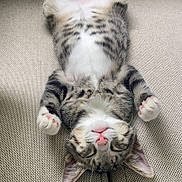 Hughie joined the competition — help win amazing prizes! kitten, cat, sleeping, tabby, fur, pink_nose, pink_paw_pads, couch, beige, relaxed, cute, pet, indoor, animal, feline, small_paws, resting, cozy, adorable, fluffy