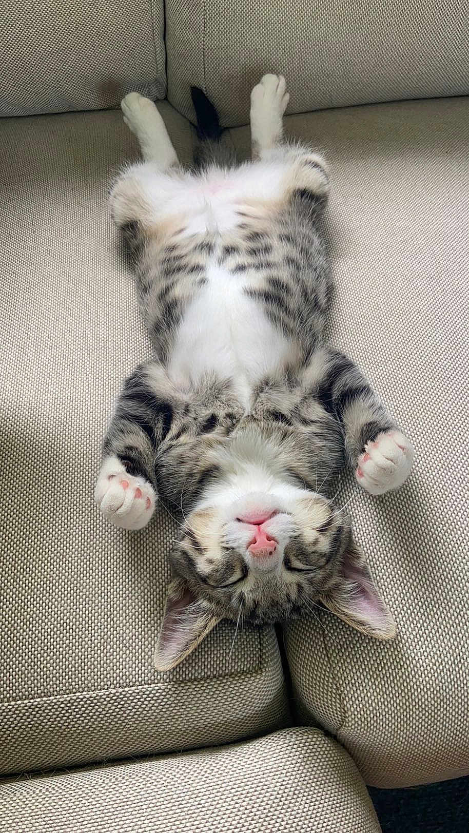 Hughie joined the competition — help win amazing prizes! kitten, cat, sleeping, tabby, fur, pink_nose, pink_paw_pads, couch, beige, relaxed, cute, pet, indoor, animal, feline, small_paws, resting, cozy, adorable, fluffy