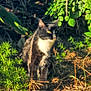 cat, black_and_white, outdoor, nature, greenery, sunlight, plants, animal, feline, wild, curious, sitting, twigs, leaves, shadow, daylight, fur, eyes, bush, ground