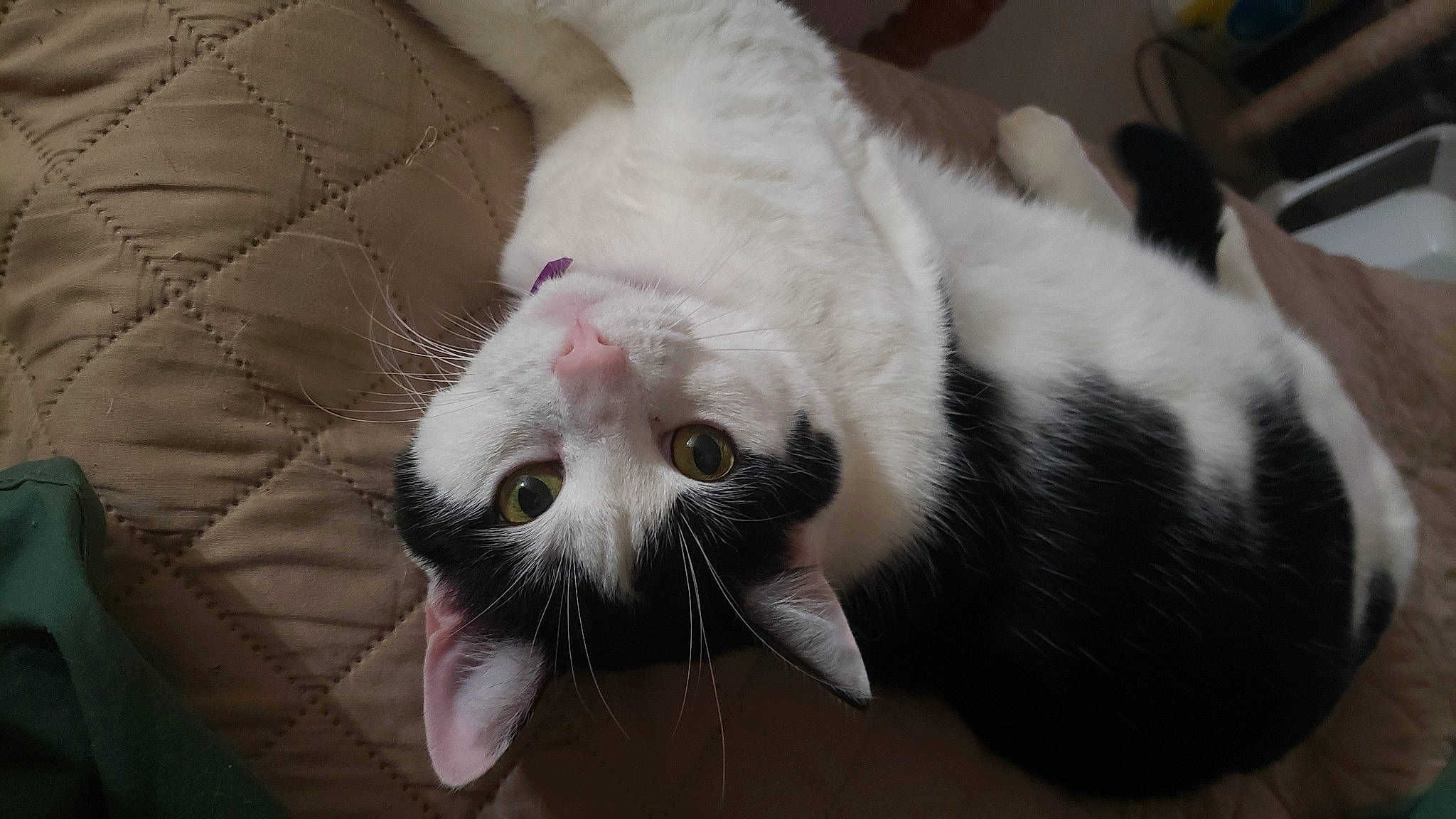 Haley joined the competition — help win amazing prizes! carnivore, cat, claw, comfort, domestic_short_haired_cat, ear, eye, fang, felidae, fur, paw, plant, small_to_medium_sized_cats, snout, tail, terrestrial_animal, whiskers