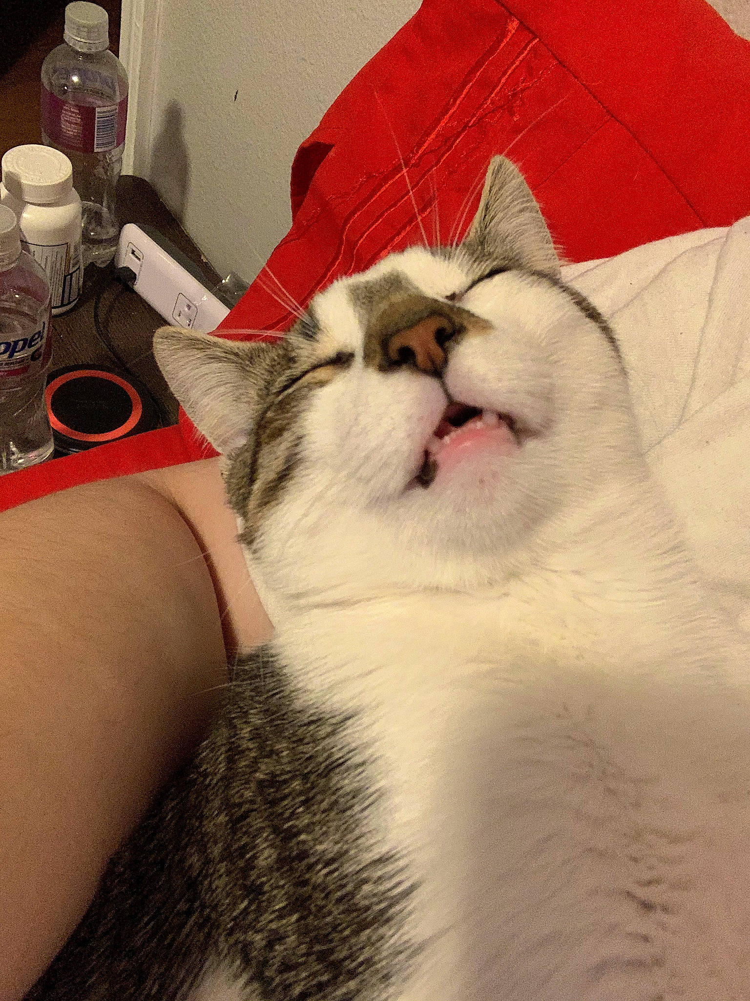 Bowie joined the competition — help win amazing prizes! bottle, carnivore, cat, claw, comfort, domestic_short_haired_cat, fang, felidae, fur, linens, nap, paw, plastic_bottle, sleep, small_to_medium_sized_cats, snout, tail, water_bottle, whiskers, yawn