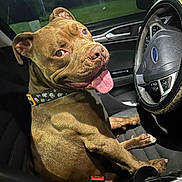 Murphy is registered to the contest to win money with this photo: dog, brown_dog, pet, car_interior, steering_wheel, seat, collar, tongue_out, happy, night, window, dashboard, seatbelt_buckle, cup_holder, closeup, canine, animal, vehicle, leather_seat, looking_back