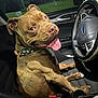 dog, brown_dog, pet, car_interior, steering_wheel, seat, collar, tongue_out, happy, night, window, dashboard, seatbelt_buckle, cup_holder, closeup, canine, animal, vehicle, leather_seat, looking_back