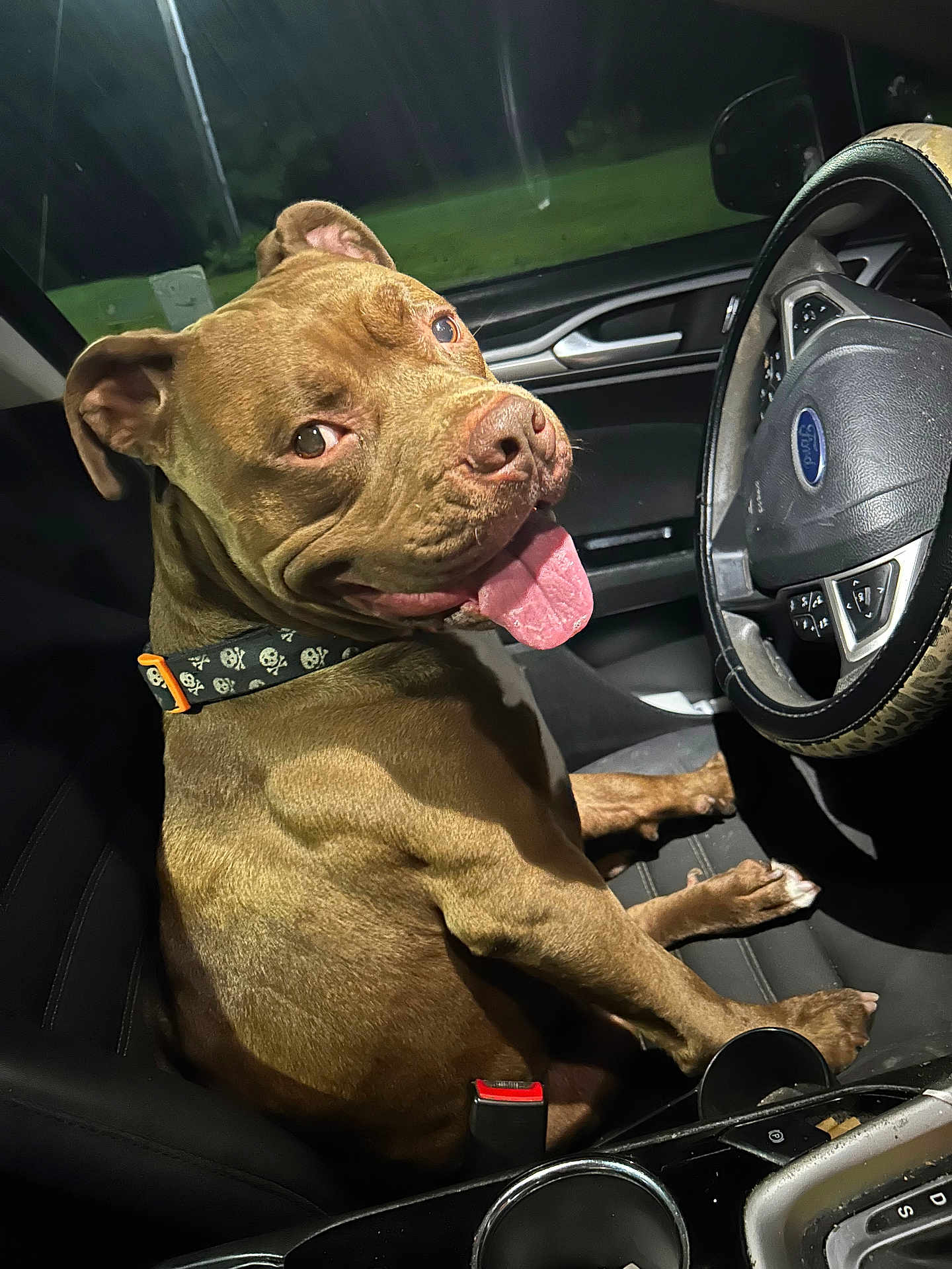 Murphy is registered to the contest to win money with this photo: dog, brown_dog, pet, car_interior, steering_wheel, seat, collar, tongue_out, happy, night, window, dashboard, seatbelt_buckle, cup_holder, closeup, canine, animal, vehicle, leather_seat, looking_back