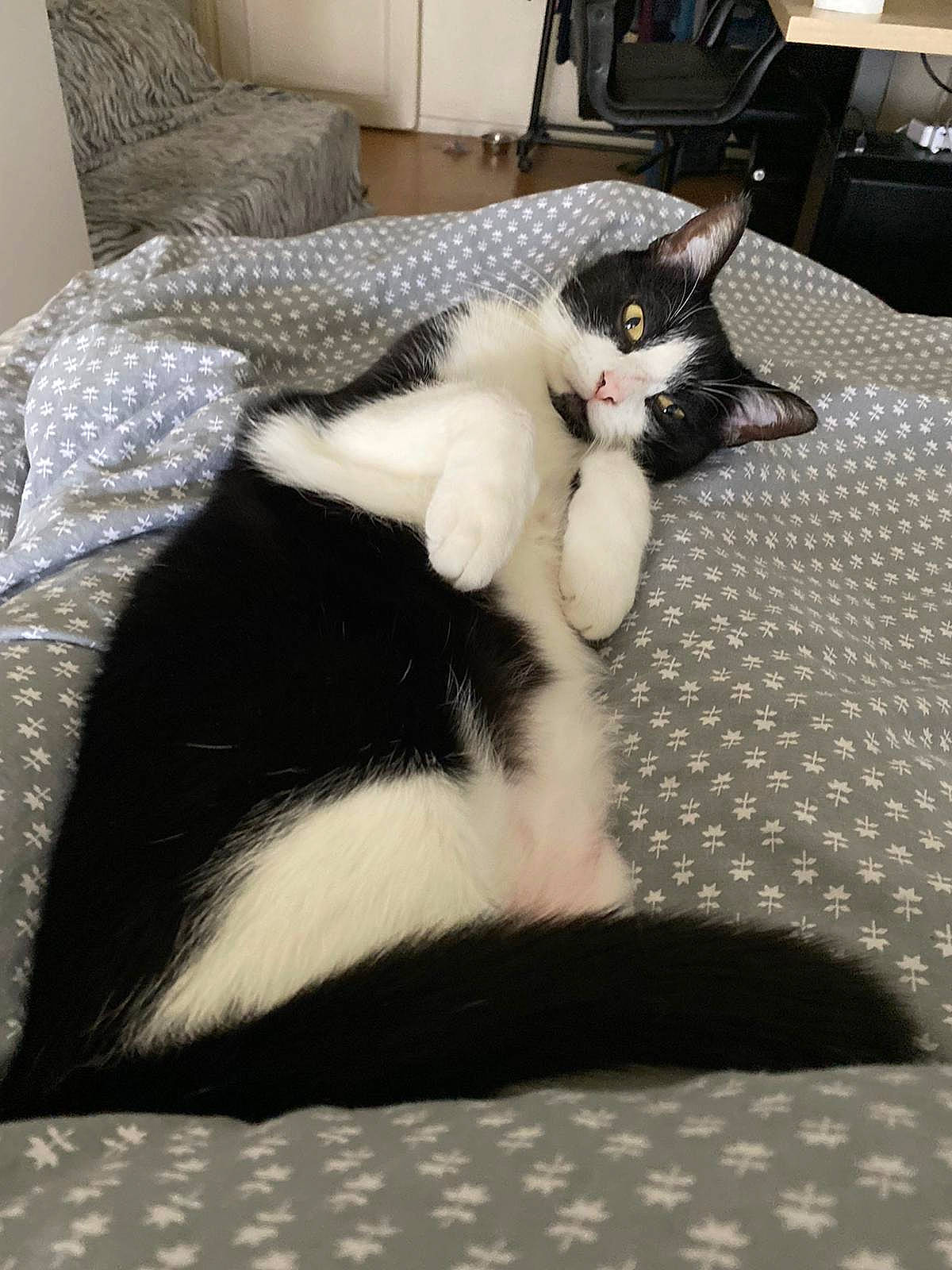 Mimi a rejoint le concours — aidez-le/la à gagner de superbes lots ! bed_sheet, black, black_and_white, carnivore, cat, ear, felidae, fur, furniture, leg, linens, room, small_to_medium_sized_cats, tail, textile, whiskers