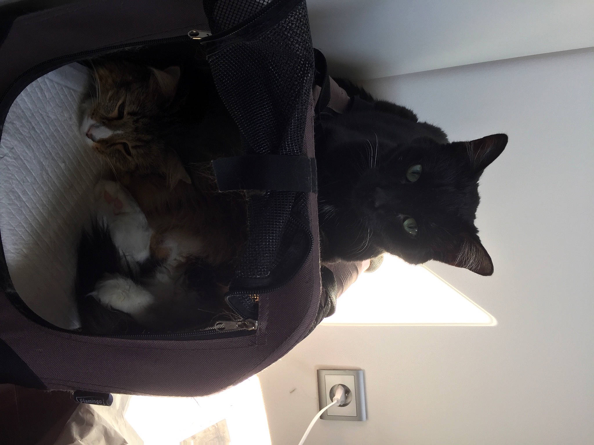 Jule participe au concours pour gagner de l'argent avec cette photo : automotive_exterior, bag, baggage, black_cat, bombay, carnivore, cat, cat_supply, comfort, domestic_short_haired_cat, felidae, fur, grey, luggage_and_bags, pet_supply, small_to_medium_sized_cats, snout, tail, whiskers, window