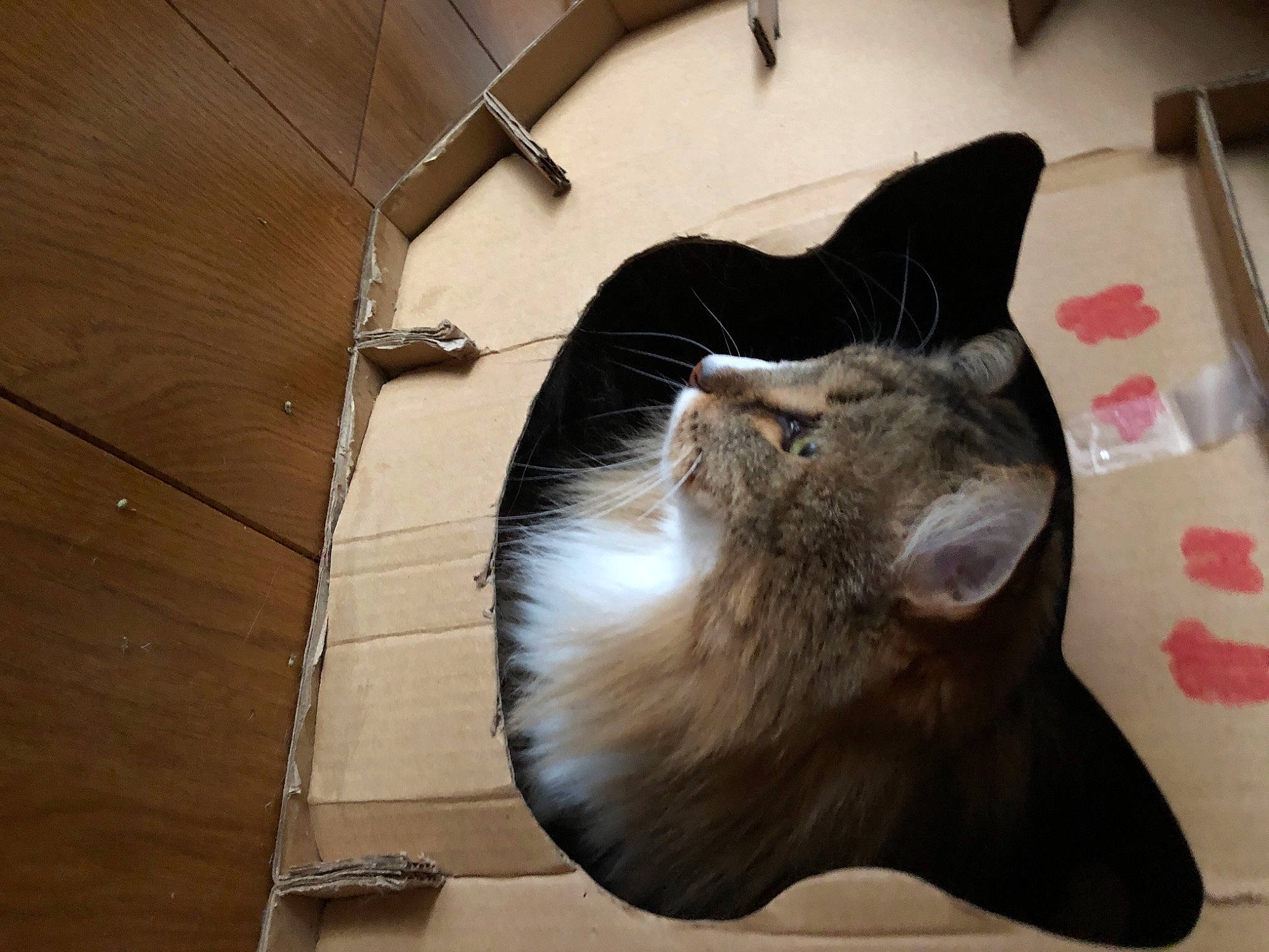 Jule a rejoint le concours — aidez-le/la à gagner de superbes lots ! black_cat, box, cardboard, carnivore, cat, domestic_short_haired_cat, felidae, flooring, fur, grey, hardwood, mammal, paper_product, small_to_medium_sized_cats, snout, tail, vertebrate, whiskers, window, wood