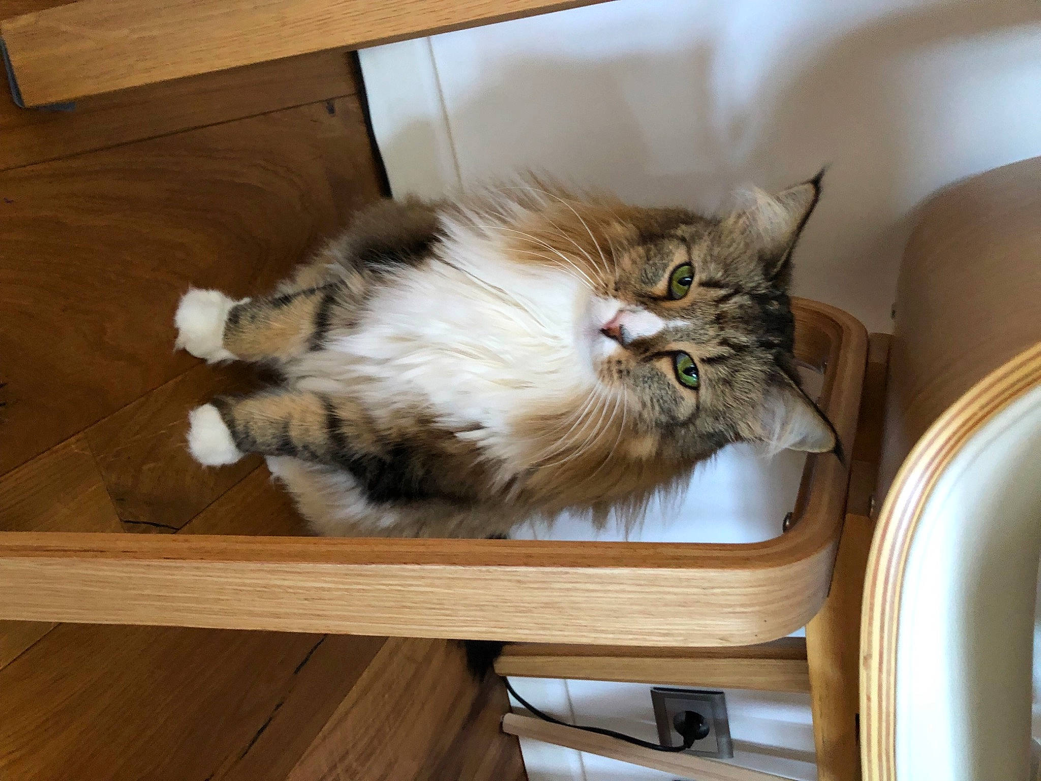 Jule a rejoint le concours — aidez-le/la à gagner de superbes lots ! carnivore, cat, cat_supply, comfort, domestic_short_haired_cat, drawer, fawn, felidae, fur, hardwood, maine_coon, paw, plank, small_to_medium_sized_cats, tail, terrestrial_animal, varnish, whiskers, wood, wood_stain