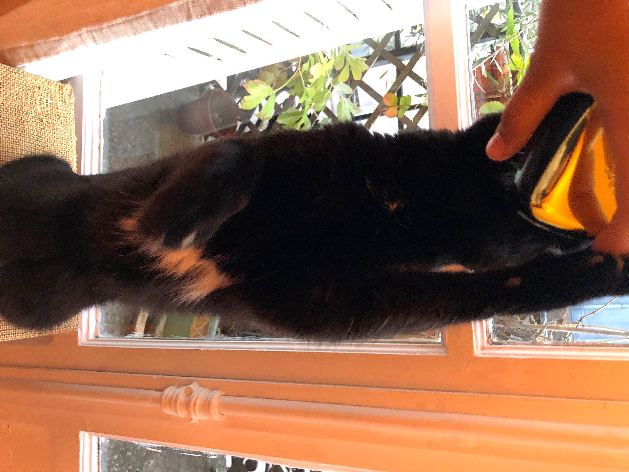 Jack participe au concours pour gagner de l'argent avec cette photo : brown, canidae, carnivore, dog_breed, ear, fawn, felidae, fur, gesture, liver, natural_material, small_to_medium_sized_cats, snout, sporting_group, tail, terrestrial_animal, tree, wood, working_animal, wrist