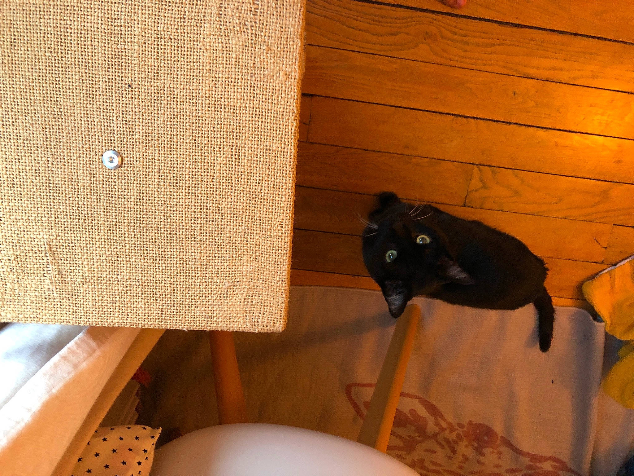 Jack participe au concours pour gagner de l'argent avec cette photo : bag, bat, brown, carnivore, cat, comfort, felidae, flooring, hardwood, headgear, interior_design, lighting, linens, shade, small_to_medium_sized_cats, table, tail, tints_and_shades, wood, wood_stain