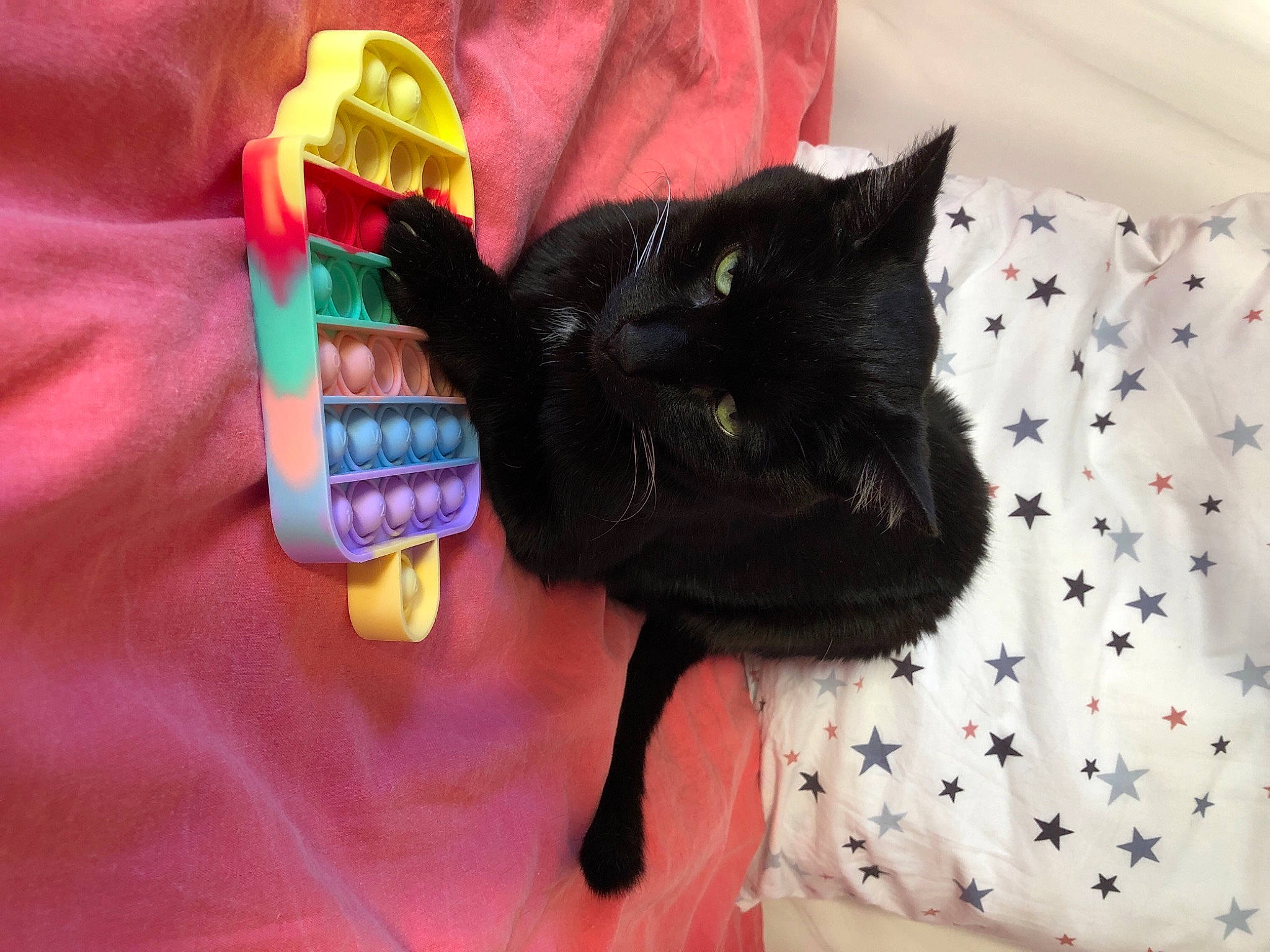 Jack a rejoint le concours — aidez-le/la à gagner de superbes lots ! bag, black_cat, bombay, carnivore, cat, claw, comfort, domestic_short_haired_cat, felidae, fur, gesture, linens, magenta, nail, room, small_to_medium_sized_cats, tail, textile, whiskers, wrist