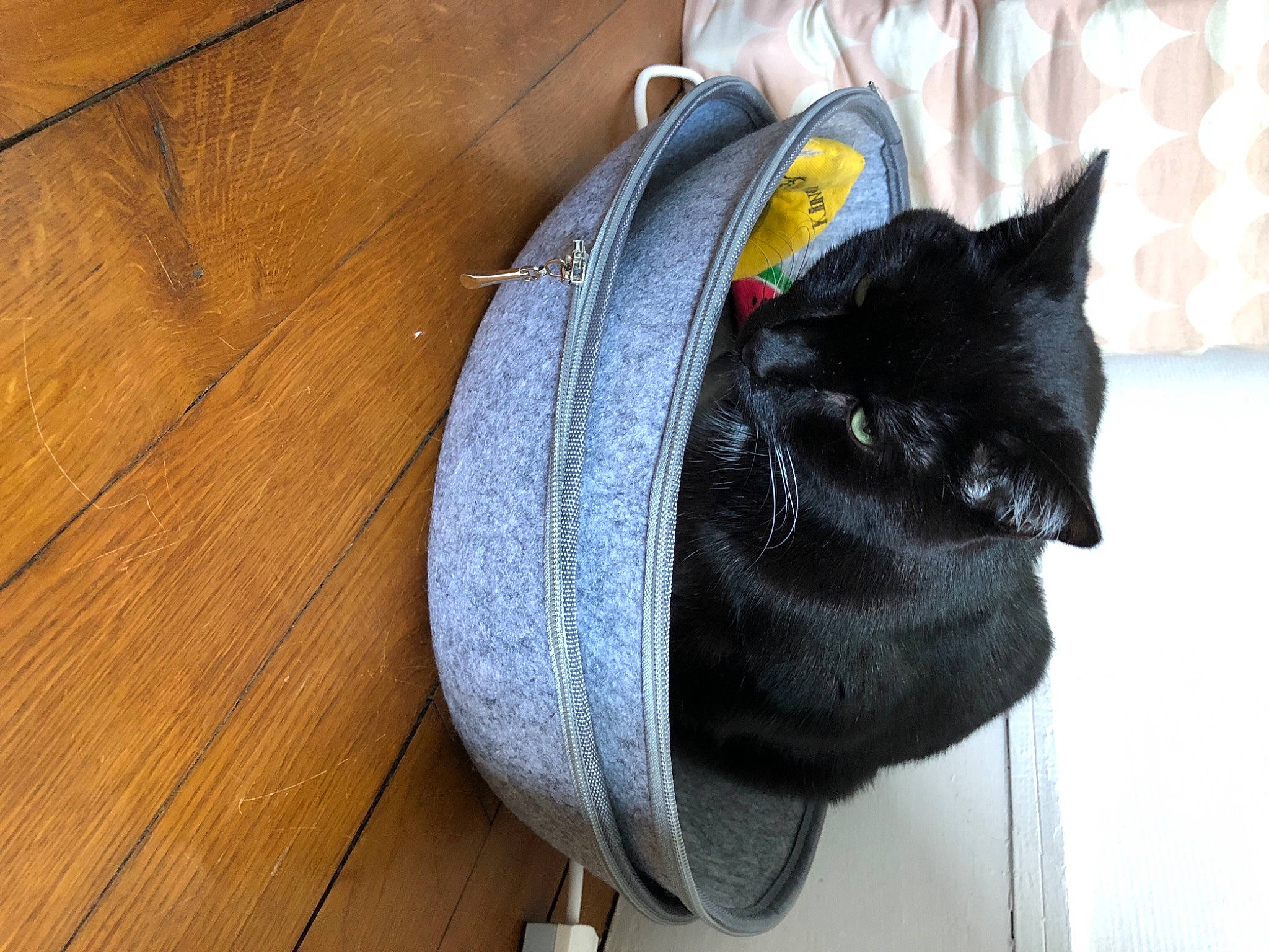 Jack participe au concours pour gagner de l'argent avec cette photo : bag, black_cat, bombay, carnivore, cat, comfort, domestic_short_haired_cat, fashion_accessory, felidae, flooring, fur, grey, hardwood, headgear, small_to_medium_sized_cats, snout, tail, whiskers, wood, wood_stain